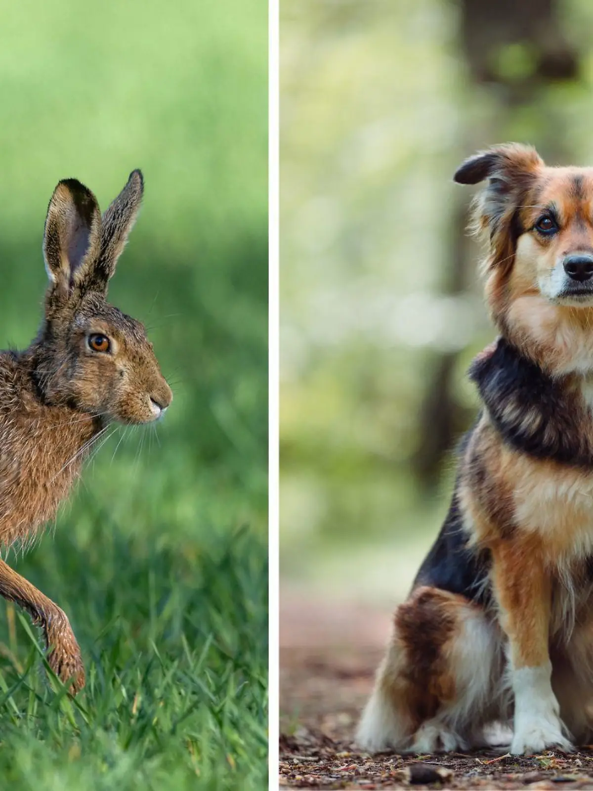 Sowohl für Hasen als auch Hunde kann die Hasenpest gefährlich werden. Deshalb sollten Halter einige Regeln beachten.
