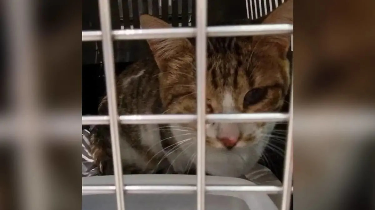 Kater Rodri ist fast blind und auf dem Flug von Griechenland nach Deutschland verloren gegangen.