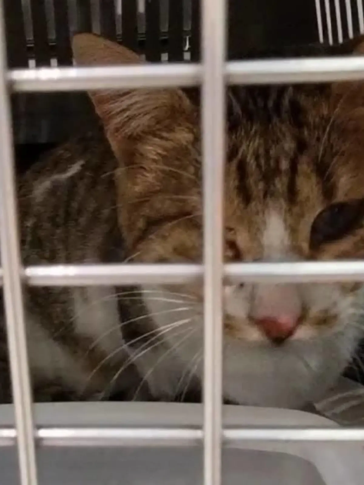 Kater Rodri ist fast blind und auf dem Flug von Griechenland nach Deutschland verloren gegangen.