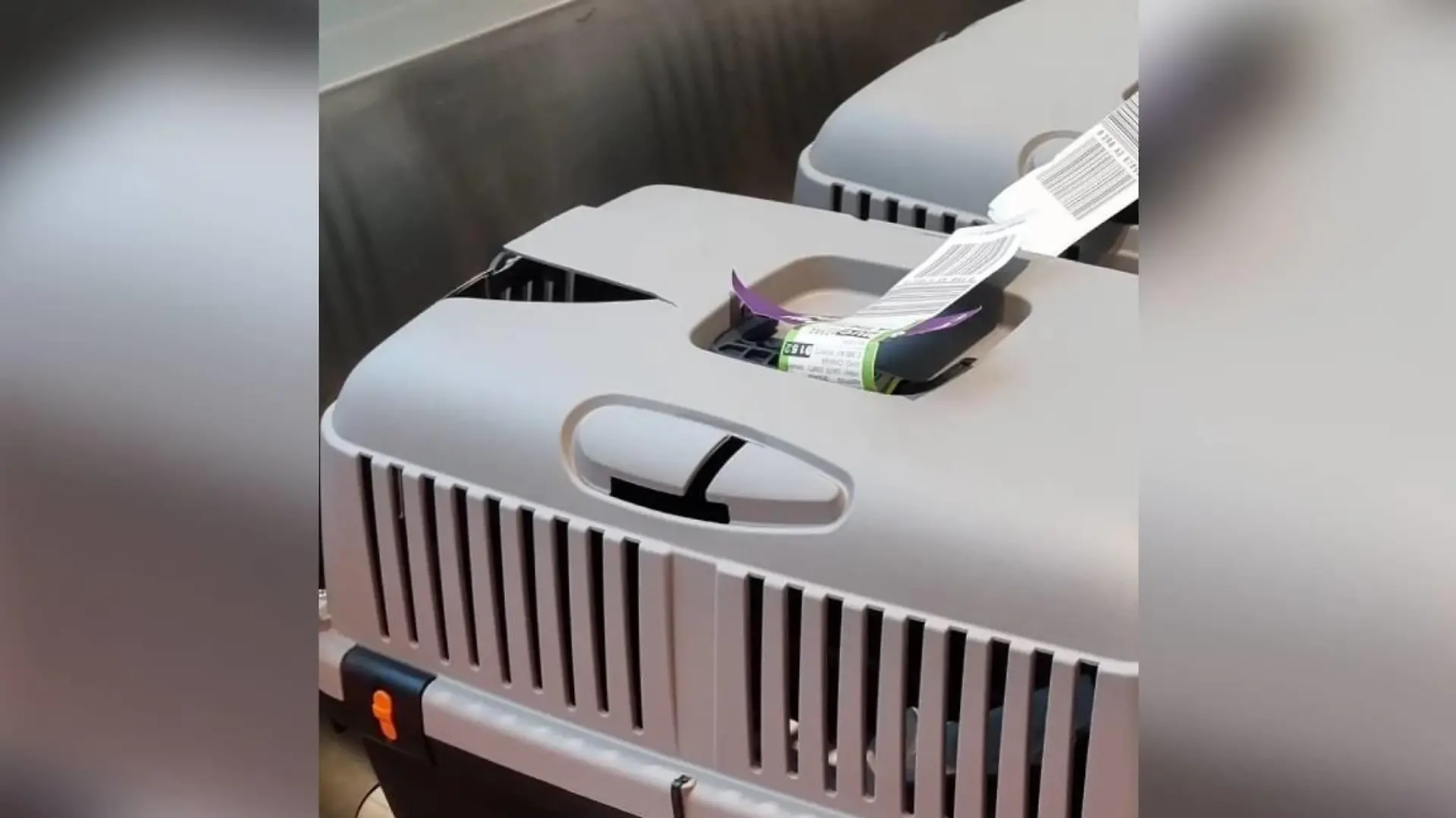In dieser Transportbox saß Kater Rodri im Flugzeug.
