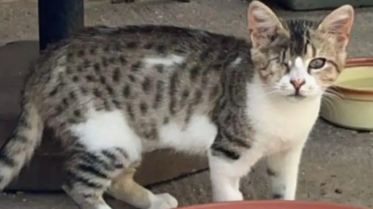 Katze Rodri hat nur noch ein Auge und auf dem ist sie auch halb blind.