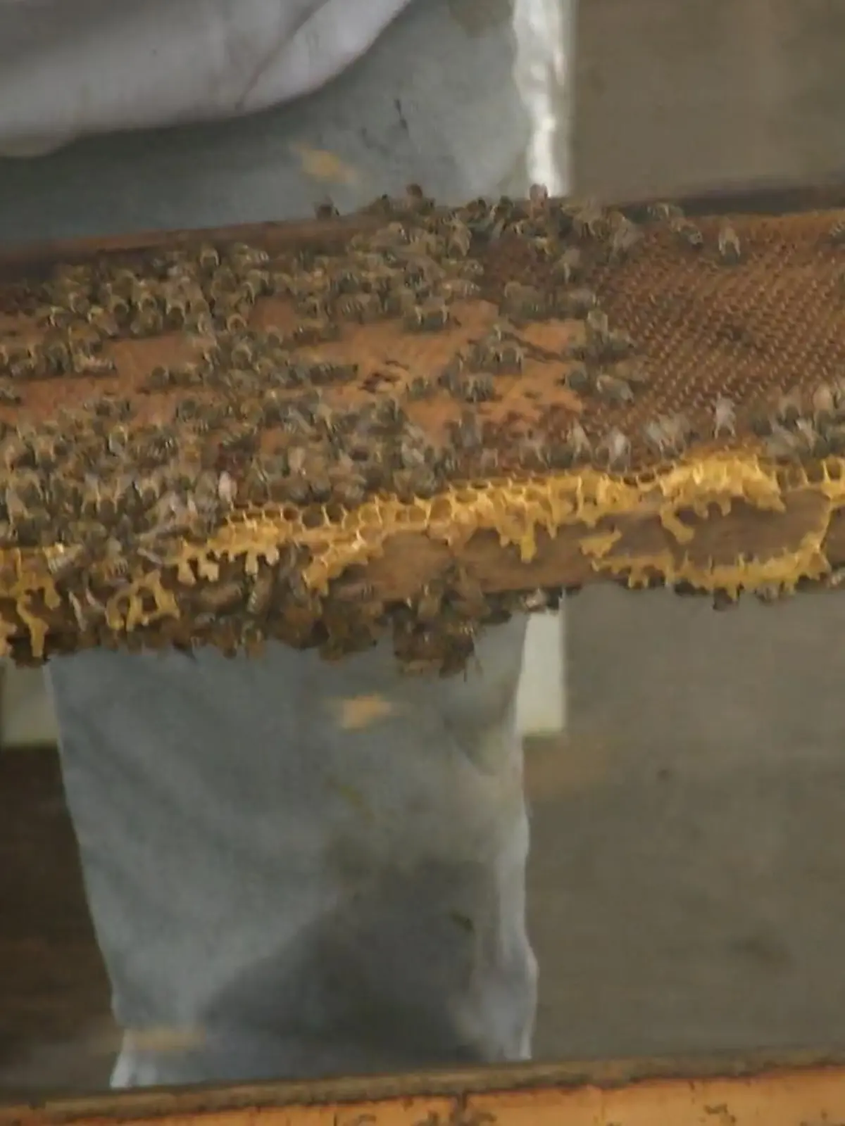 Bild zu: "Streit um Bienen"