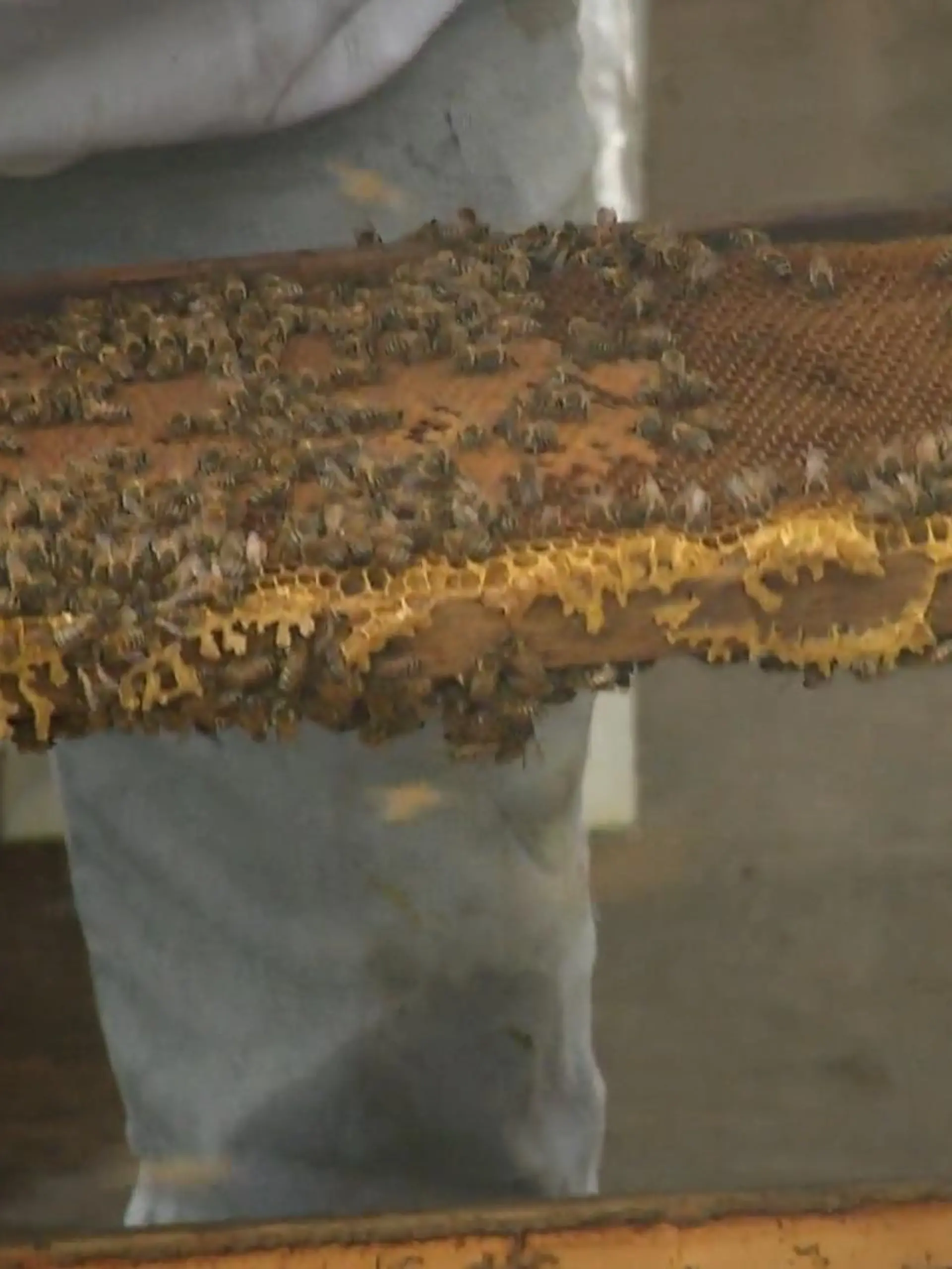 Bild zu: "Streit um Bienen"