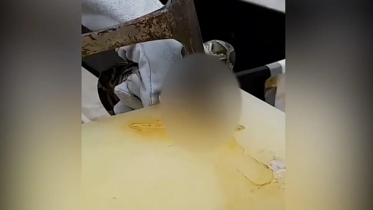 Die Schlangen sollen mit einem Hammerschlag auf den Kopf getötet werden. Doch das klappt nicht immer. Die Schlangen müssen unnötig leiden.