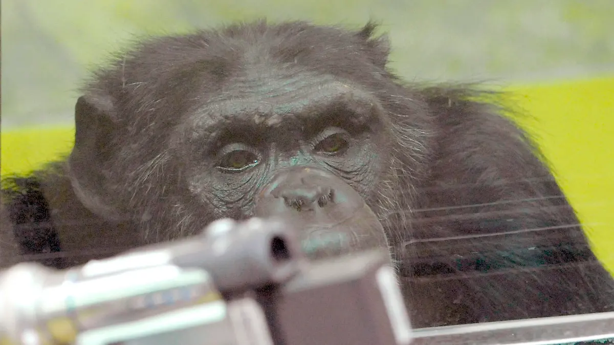 Der Schimpanse "Robert" im Testraum des Max-Planck-Institutes für Evolutionäre Anthropologie im Pongoland des Zoos Leipzig, aufgenommen am 16.02.2009. In der 2001 für 30 Mio DM errichteten Menschenaffenanlage wird das Verhalten der Primaten, der engsten tierischen Verwandten des Menschen wissenschaftlich erforscht. Foto: Peter Endig dpa/lsn (zu dpa-Serie Forschung am 20.04.2009) +++(c) dpa - Report+++