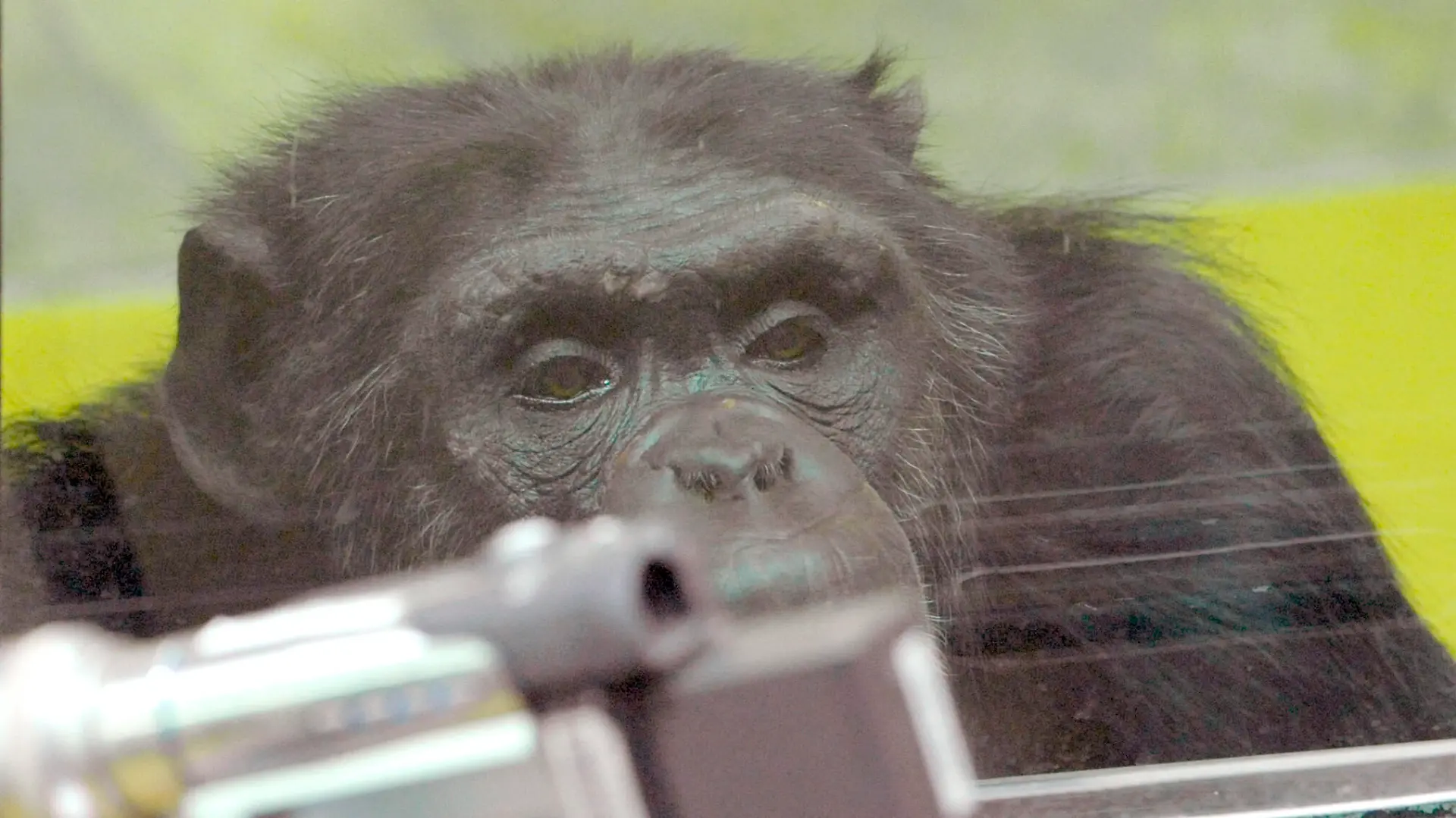 Der Schimpanse "Robert" im Testraum des Max-Planck-Institutes für Evolutionäre Anthropologie im Pongoland des Zoos Leipzig, aufgenommen am 16.02.2009. In der 2001 für 30 Mio DM errichteten Menschenaffenanlage wird das Verhalten der Primaten, der engsten tierischen Verwandten des Menschen wissenschaftlich erforscht. Foto: Peter Endig dpa/lsn (zu dpa-Serie Forschung am 20.04.2009) +++(c) dpa - Report+++