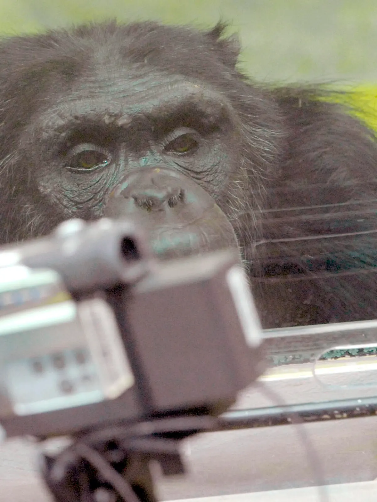 Der Schimpanse "Robert" im Testraum des Max-Planck-Institutes für Evolutionäre Anthropologie im Pongoland des Zoos Leipzig, aufgenommen am 16.02.2009. In der 2001 für 30 Mio DM errichteten Menschenaffenanlage wird das Verhalten der Primaten, der engsten tierischen Verwandten des Menschen wissenschaftlich erforscht. Foto: Peter Endig dpa/lsn (zu dpa-Serie Forschung am 20.04.2009) +++(c) dpa - Report+++
