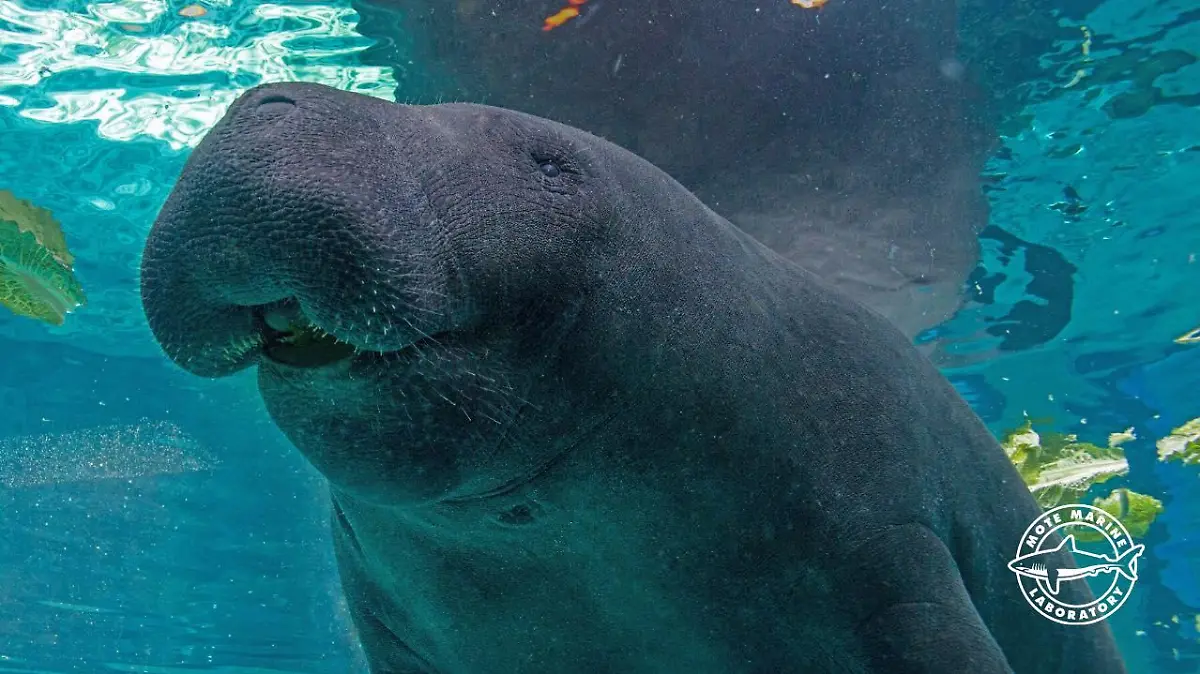 Seekuh Hugh im Mote Aquarium.