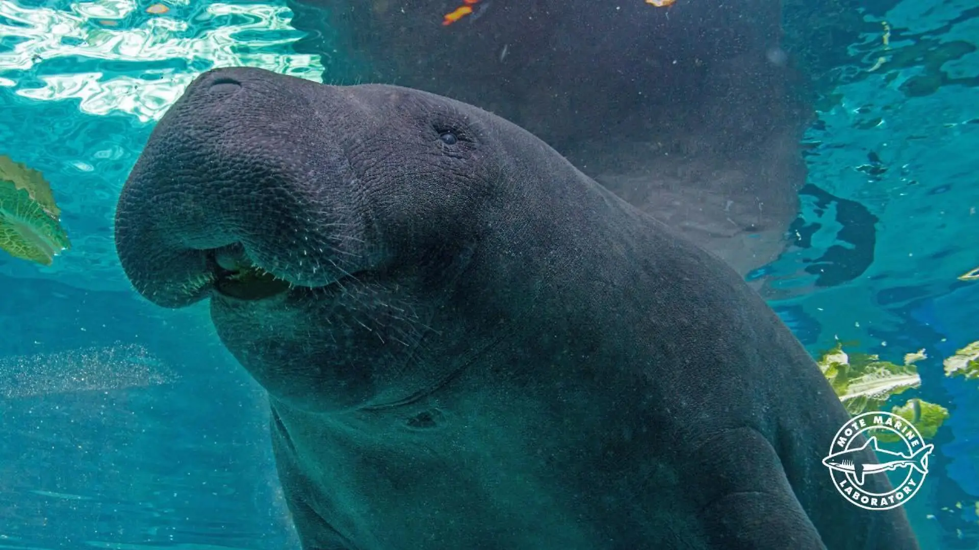 Seekuh Hugh im Mote Aquarium.