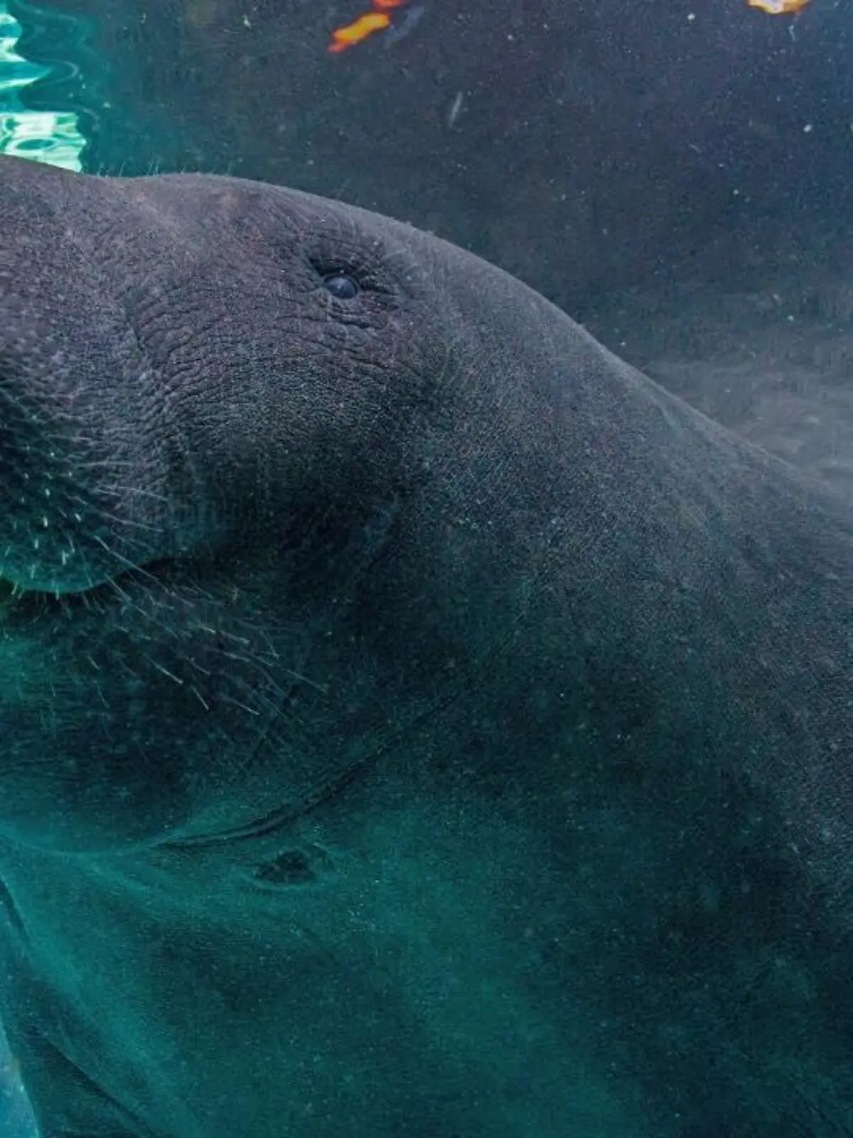 Seekuh Hugh im Mote Aquarium.