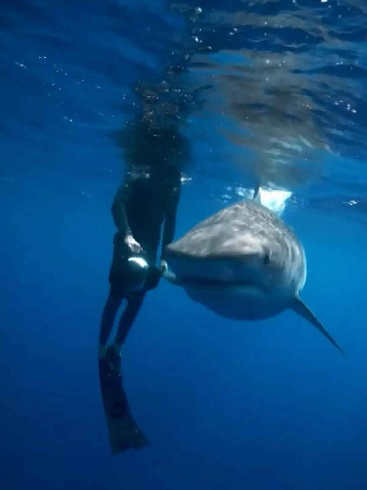 Wie kurz vor einem Duell stehen sich hier ein Hai und Josh Munoz gegenüber - nur würde das Josh vermutlich nicht überleben. Als der Unterwasser-Enthusiast vor der Küste von Honolulu taucht, trifft er auf einige ausgewachsene Tigerhaie.