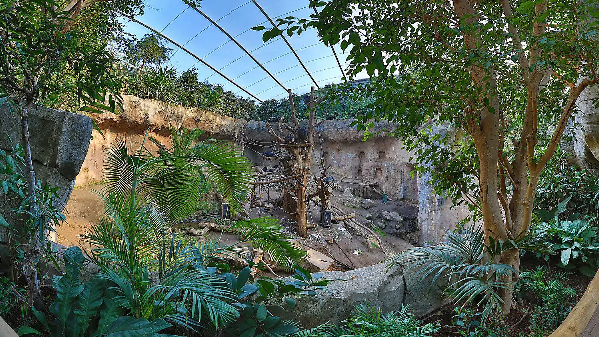 Das Pongoland im Leipziger Zoo. Hier kam Schimpanse Robert ums Leben.