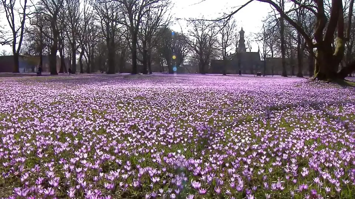 Krokusse so weit das Auge reicht im Husumer Schlosspark.