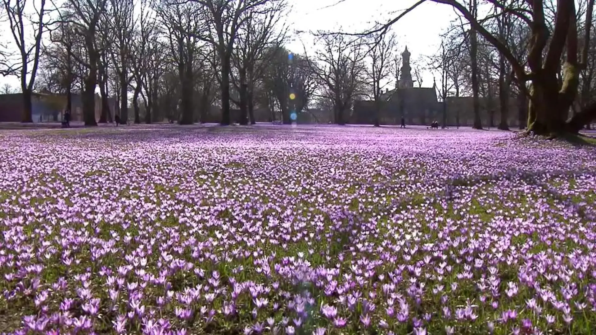 Krokusse so weit das Auge reicht im Husumer Schlosspark.