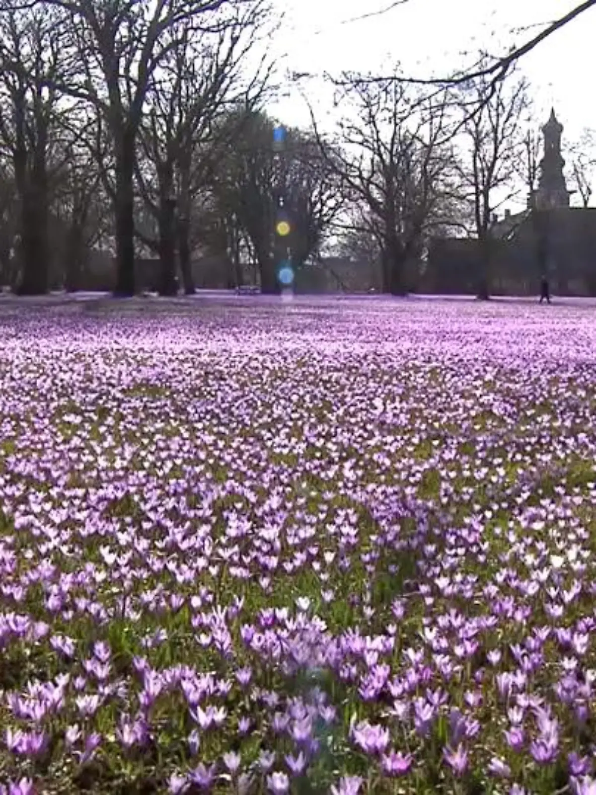 Krokusse so weit das Auge reicht im Husumer Schlosspark.