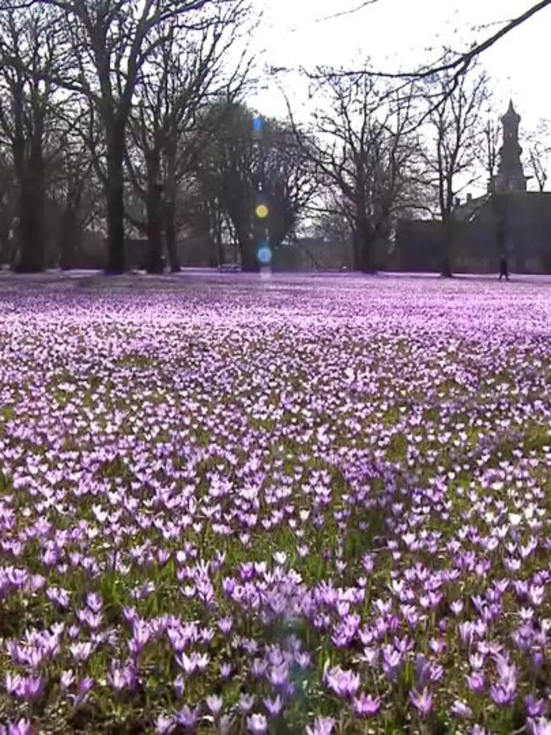 Krokusse so weit das Auge reicht im Husumer Schlosspark.