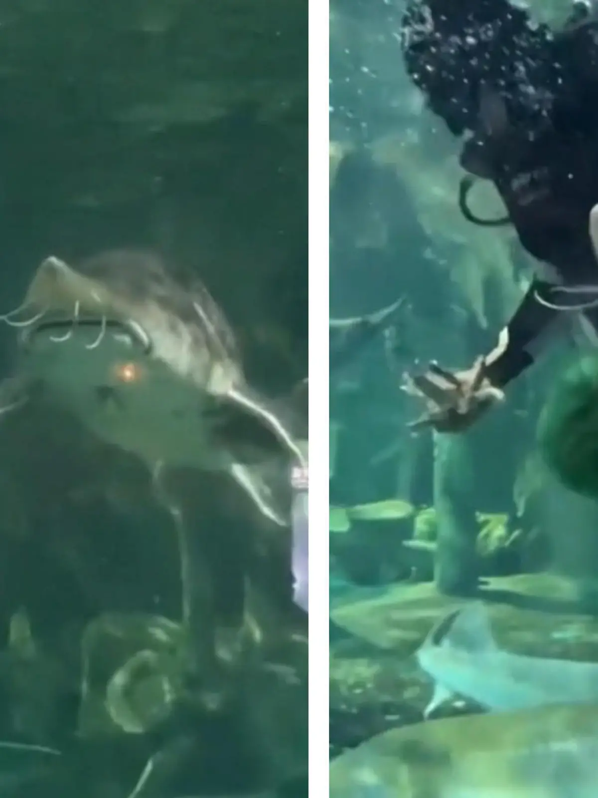 Dieser Fisch ist ganz schön störrisch – im wahrsten Sinne!
Denn es handelt sich dabei um einen Stör, der sich mit einem Taucher um den Futtersack streitet. Beide zerren an dem Beutel. Doch der Taucher gewinnt. Davon scheint der Fisch aber nicht begeistert zu sein und hinterlässt ihm anschließend noch ein kleines Geschenk.