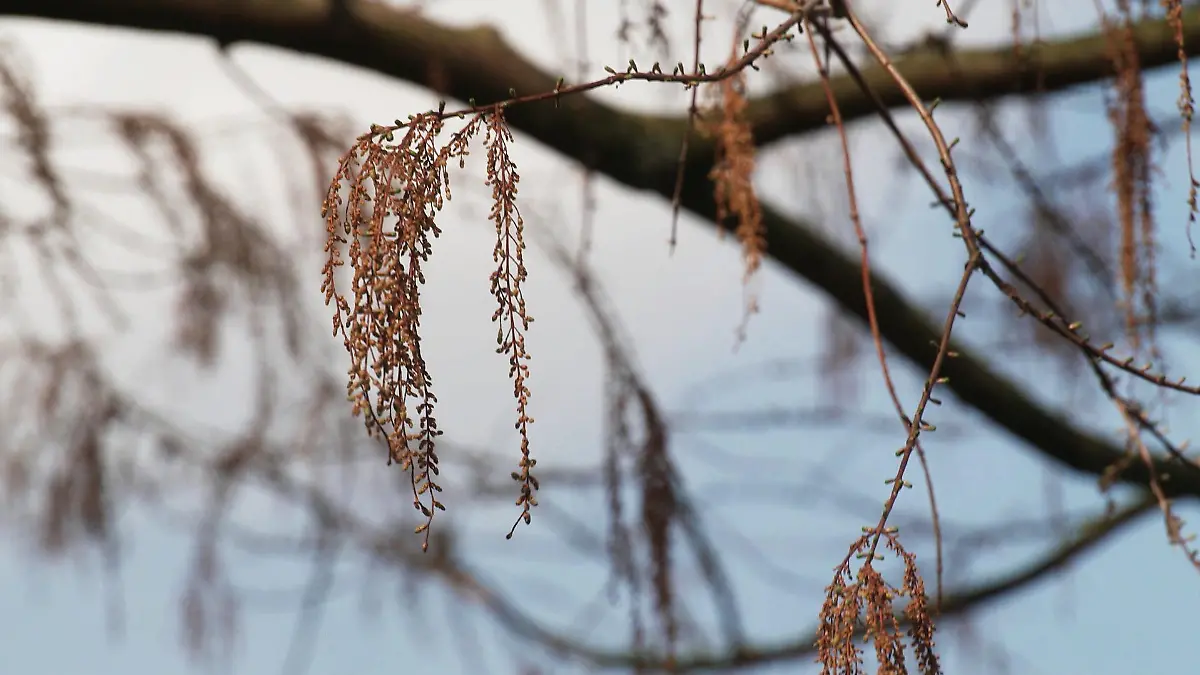 Die Pollensaison startet in ganz Deutschland - manche fliegen schon seit Januar umher.