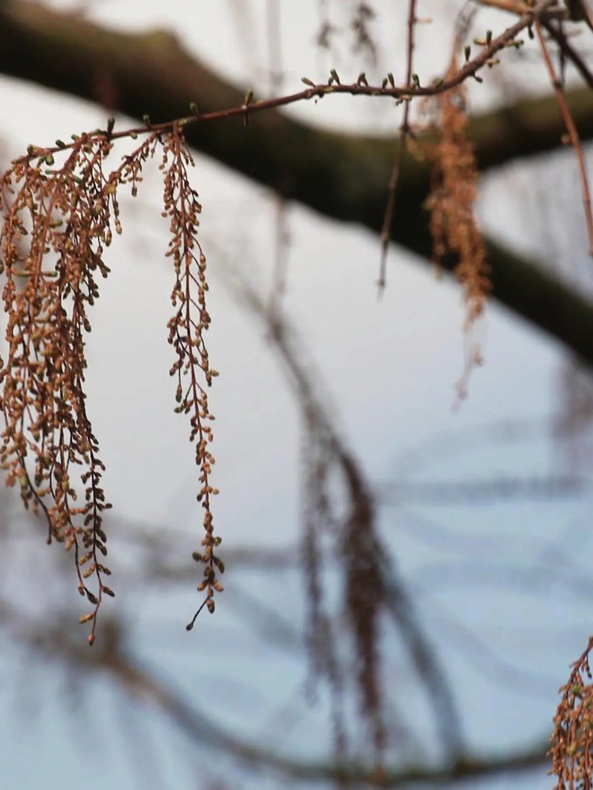 Die Pollensaison startet in ganz Deutschland - manche fliegen schon seit Januar umher.