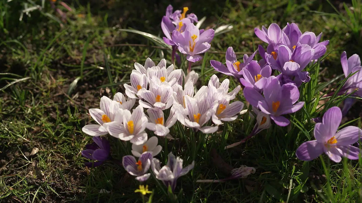 So schön der Frühling auch ist - für Allergiker kann diese Jahreszeit ganz schön aufs Gemüt schlagen.