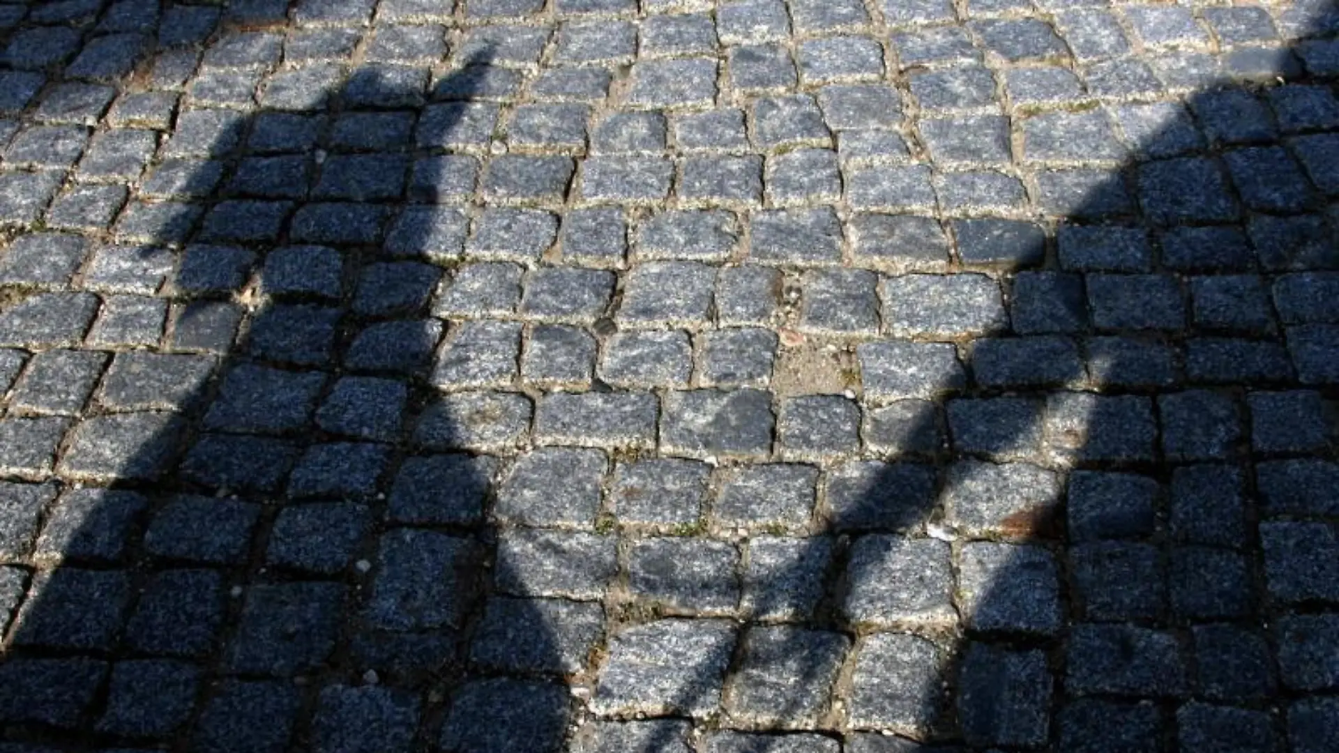 Hundesteuer