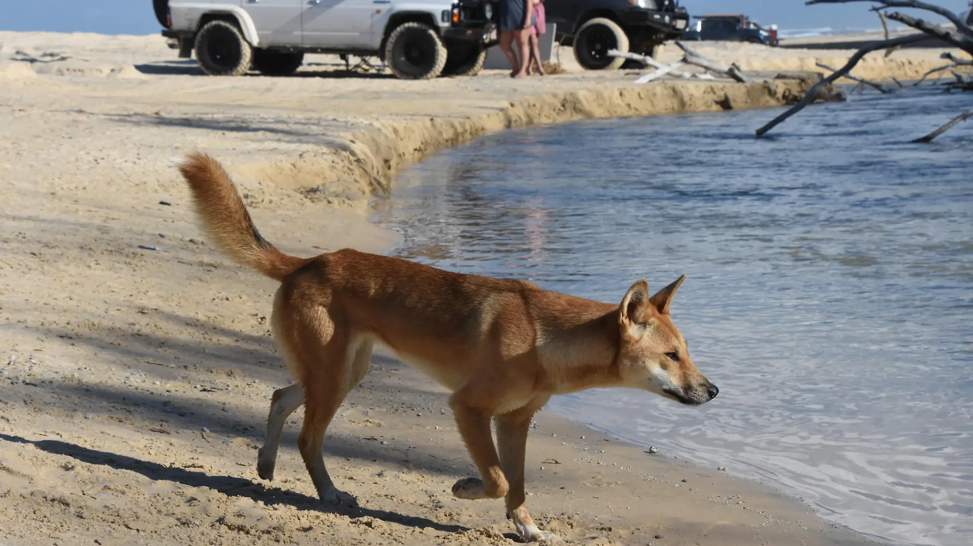 A Dingo (Canis lupus dingo), a wild dog species, crossing a creek on Fraser Island, Queensland, Australia. Introduced to Australia about 5000 years ago, the Fraser Island population is reported to have the purest bloodline, with the mainland ones interbreeding with other dogs.