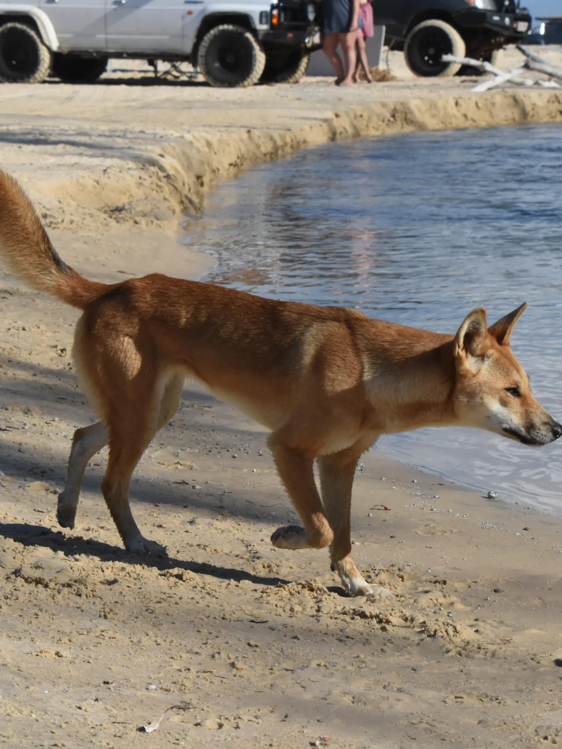 A Dingo (Canis lupus dingo), a wild dog species, crossing a creek on Fraser Island, Queensland, Australia. Introduced to Australia about 5000 years ago, the Fraser Island population is reported to have the purest bloodline, with the mainland ones interbreeding with other dogs.
