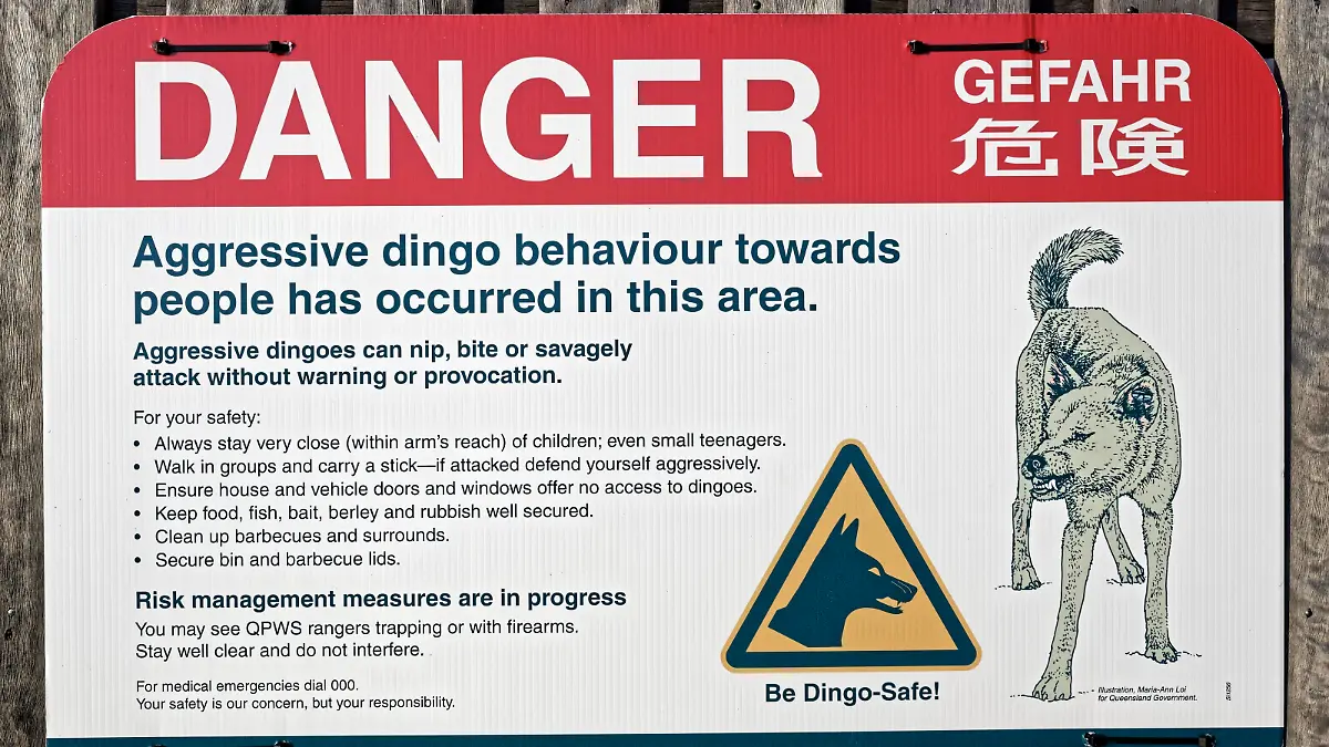 Schild, Warnung, Gefahr vor Dingo (Canis lupus dingo), Fraser Island, Great Sandy National Park, Queensland, Australien, Ozeanien