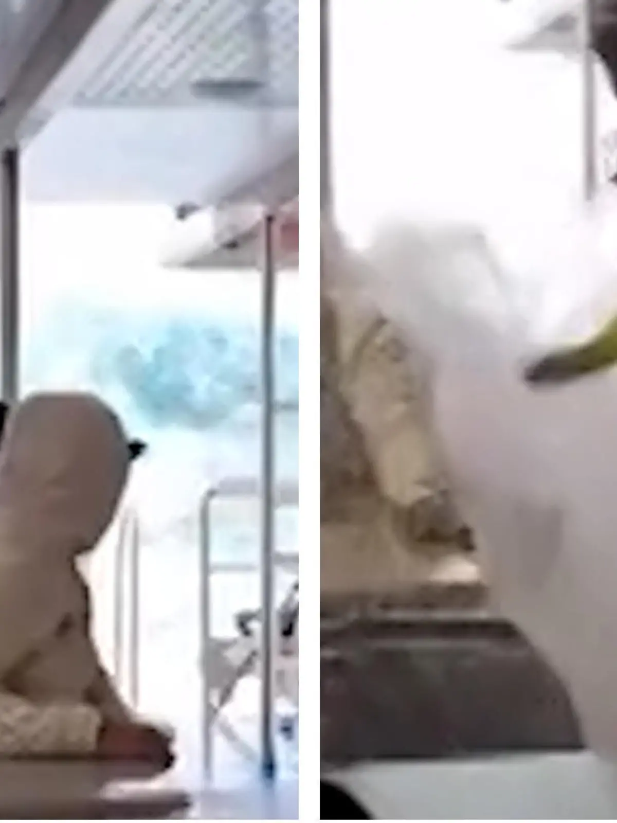Als die Touristen mit der Fähre von der kanarischen Insel La Graciosa nach Lanzarote fahren, werden sie von einer riesigen Welle überrascht. Sie flutet das Schiff und versetzt einige Passagiere in Panik. Im Video seht ihr die echt krasse Szene.