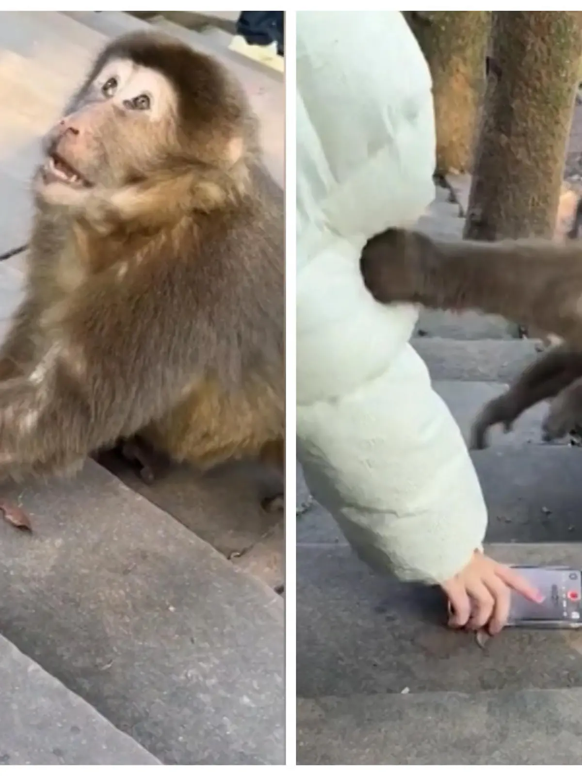 Den Besuch des Mount Emei im Südwesten Chinas hatte sich diese Touristin wohl auch anders vorgestellt. Eigentlich wollte sie in der sogenannten "Monkey Area" nur schöne Fotos von den Affen machen, doch die Rechnung hatte sie ohne die Tiere gemacht. Wie sie um die Rückgabe ihres Handys kämpfen muss, seht ihr im Video.