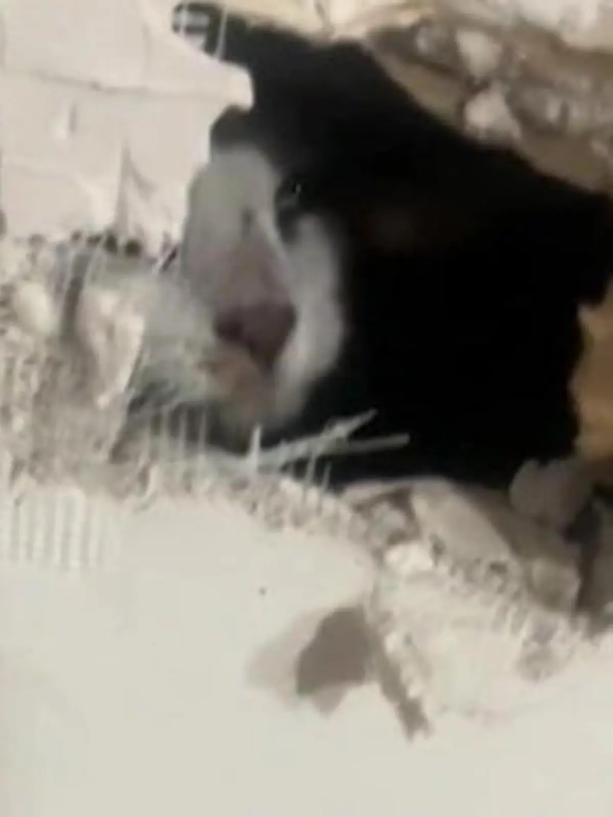 Diese Renovierung ist gründlich schief gegangen. Kurz nachdem die Handwerker weg sind, miaut es bei dieser Tiktokerin plötzlich in der Wand. Ihr wird klar: das ist meine Katze! MIt roher Gewalt schafft sie es schließlich ein Loch in die Wand zu schlagen und ihren Liebling zu befreien.