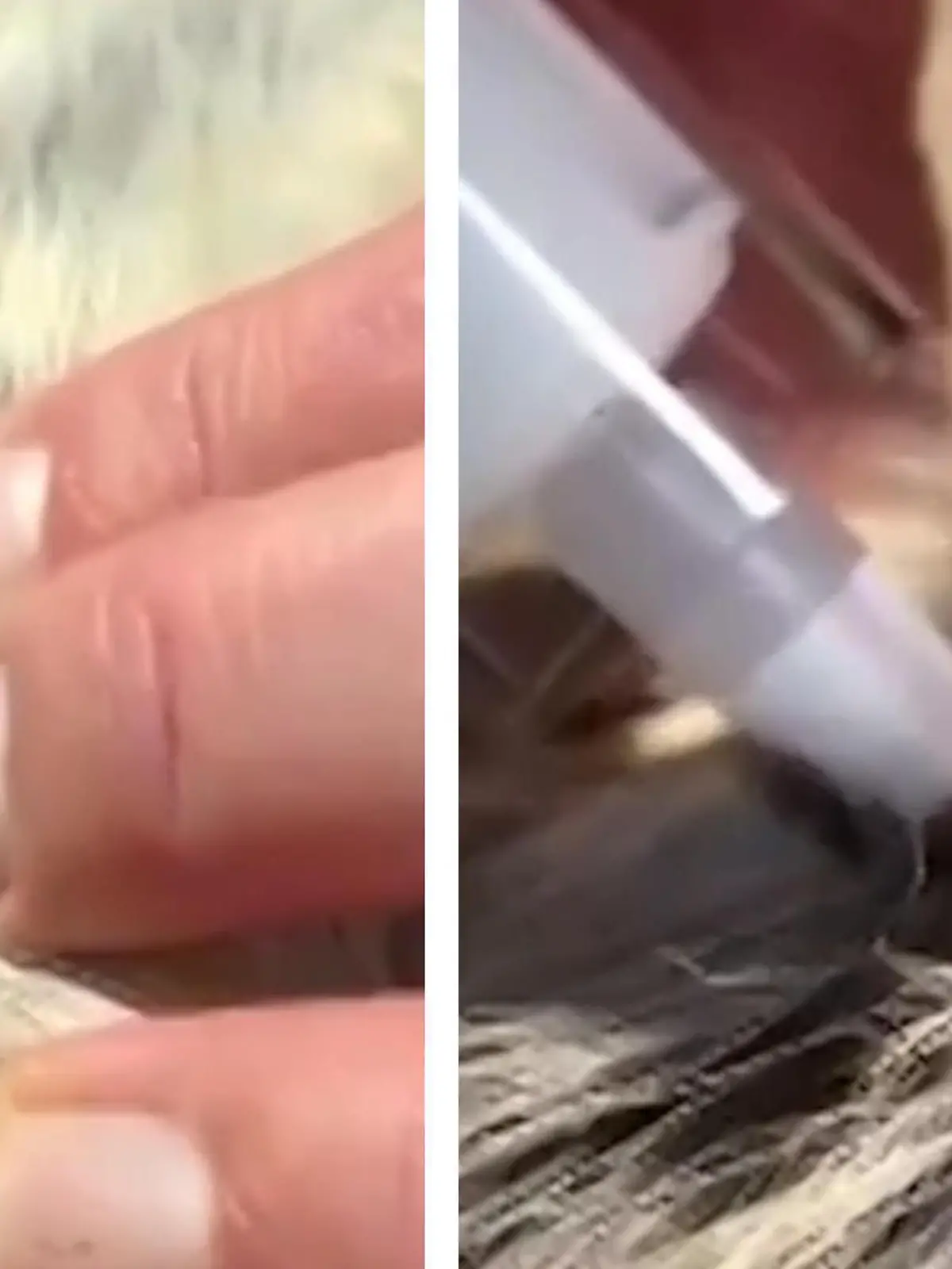 Zecken sind gefährlich, sowohl für Menschen als auch für Tiere. Mit einem neuen Verfahren sollen sie jetzt aber ganz einfach und sicher entfernt werden.