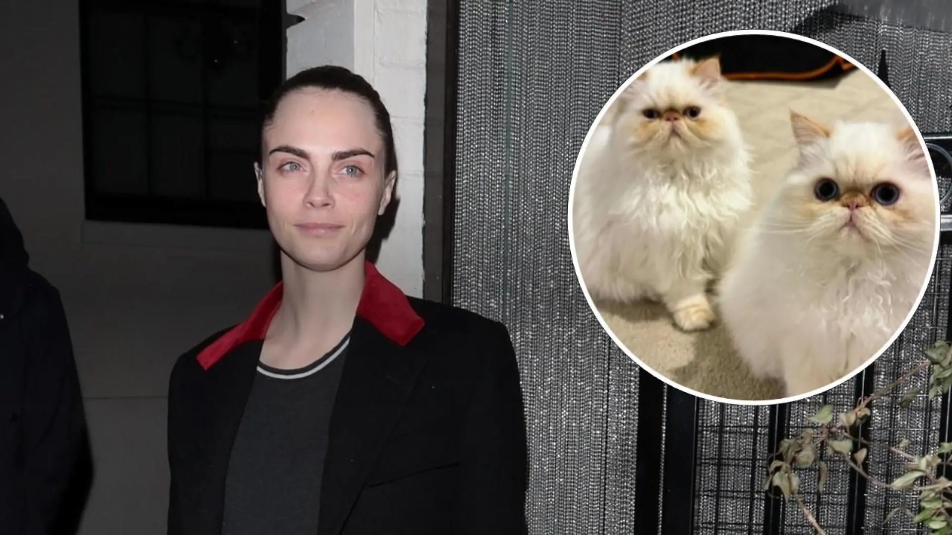 Cara Delevingne: Große Sorge um ihre Katzen.