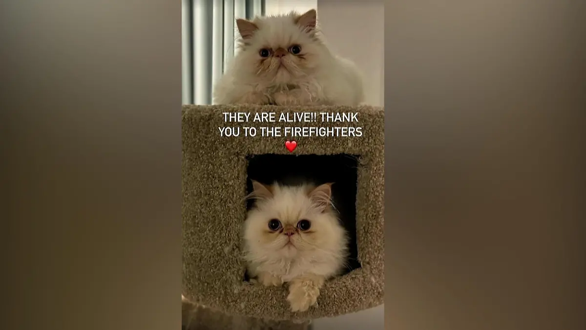 Riesiges Aufatmen: Ihre Katzen sind in Sicherheit.