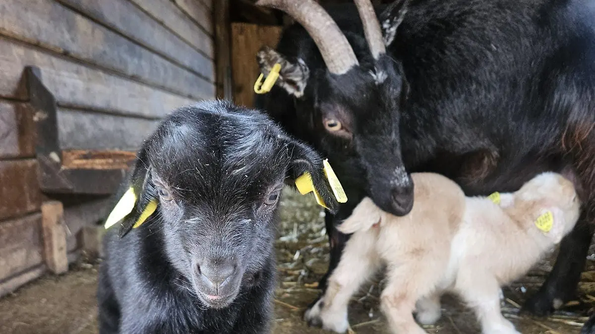 Mülleimer, Stühle und Tische wurden in verschiedene Tiergehege geworfen