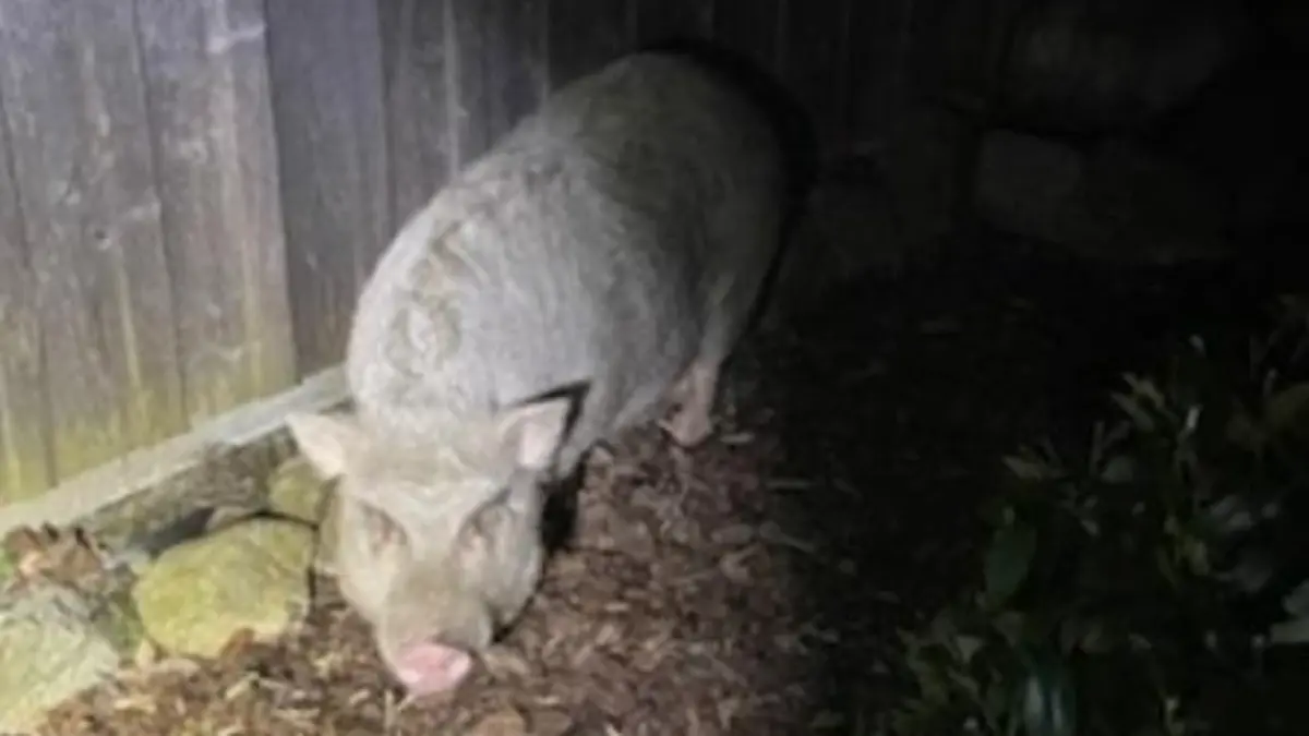 Die beiden Schweine suchen ihr Zuhause