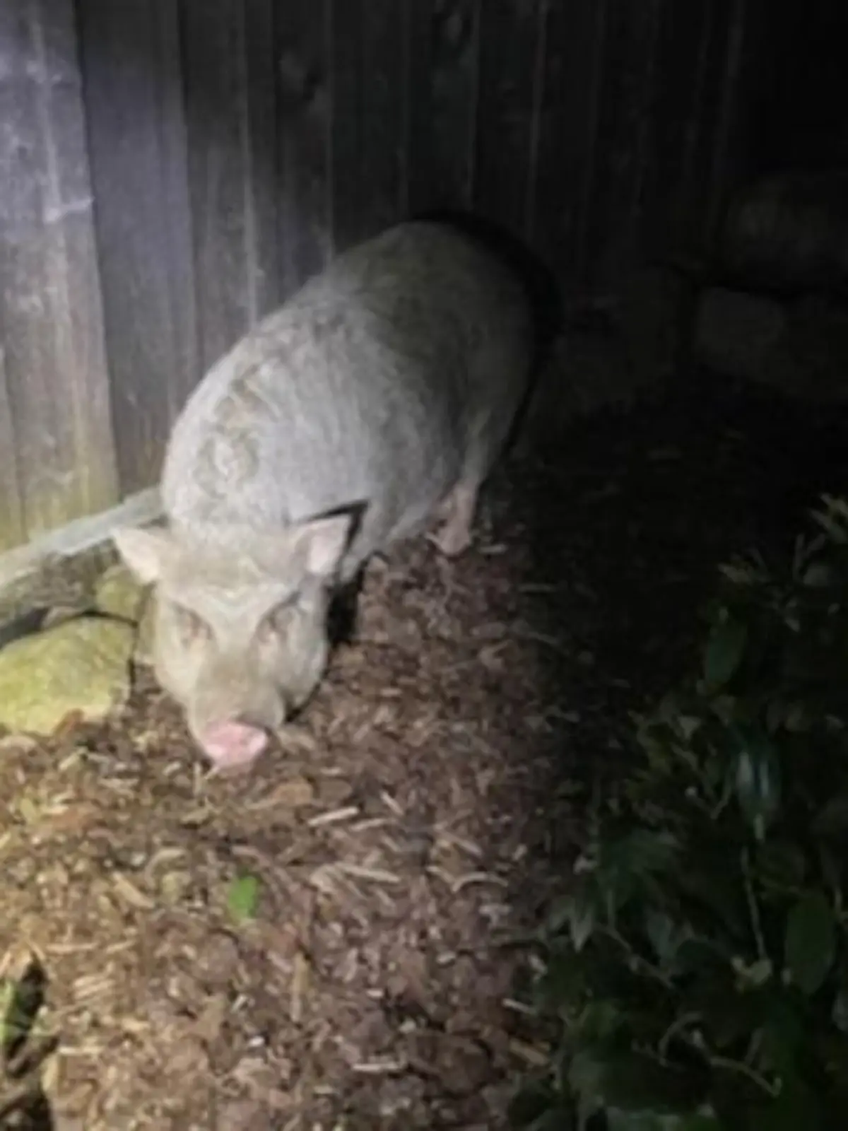 Die beiden Schweine suchen ihr Zuhause