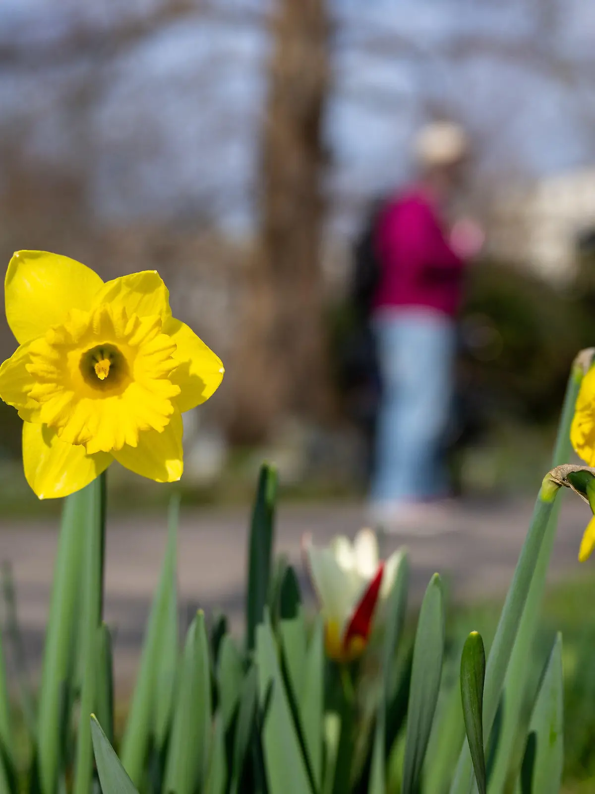 09.03.2024, Brandenburg, Potsdam: Spaziergänger gehen bei sonnigem Wetter vorbei an blühenden gelben Narzissen am Ufer der Havel. (zu dpa: «Frühlingserwachen mit Krokussen und Bienen - Wetter lockt ins Freie») Foto: Monika Skolimowska/dpa +++ dpa-Bildfunk +++