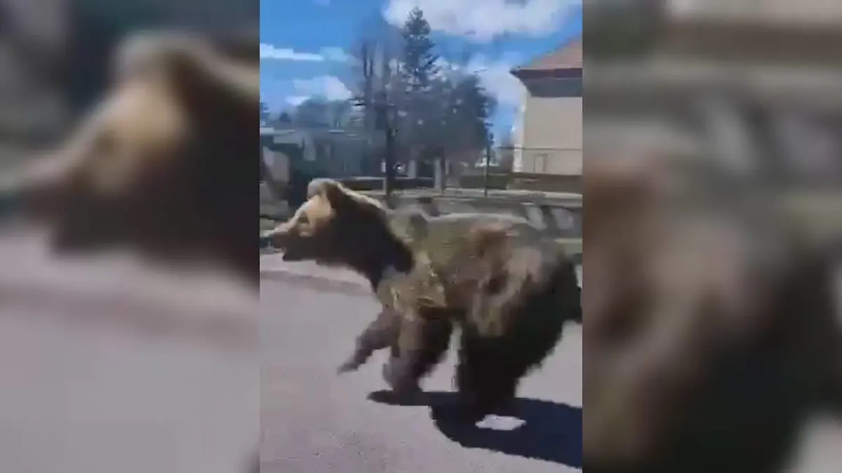 Bär greift Menschen in der Slowakei an