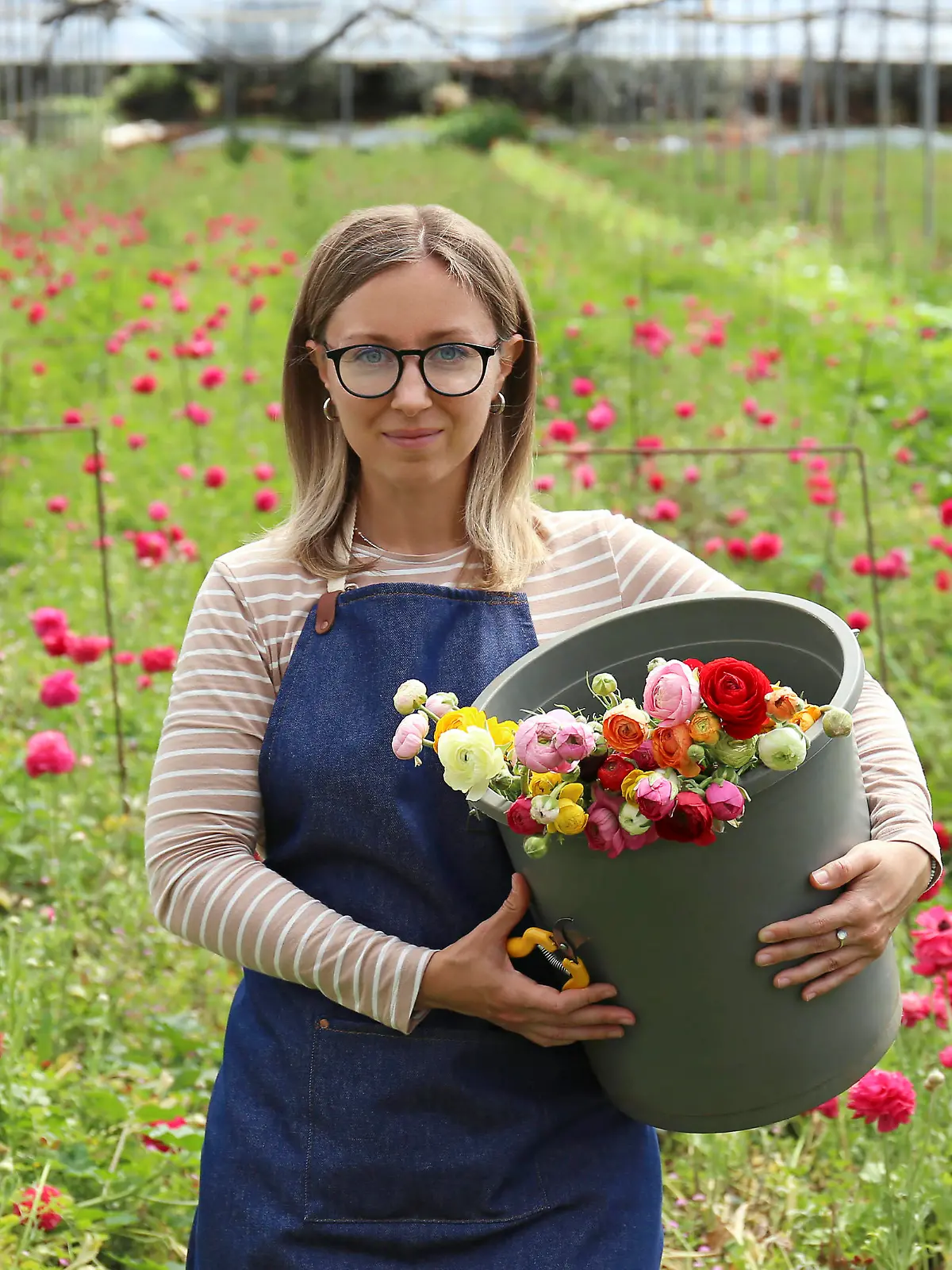 Woman holding bucket with Ranunculus flowers in greenhouse model released, Symbolfoto, SYEF00376