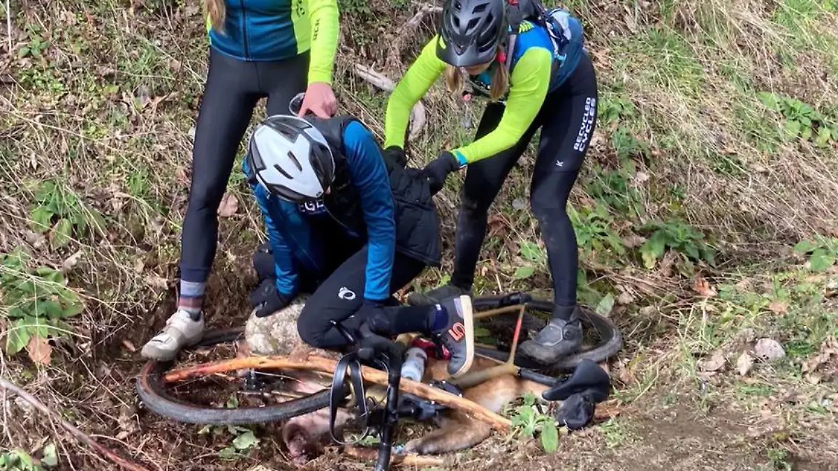 Den Puma fixierten die Frauen mit einem Rennrad.