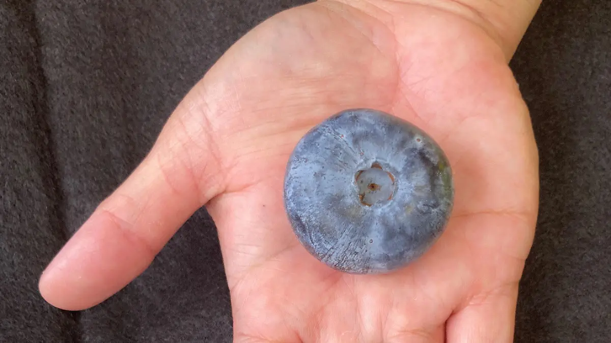 HANDOUT - 13.11.2023, Australien, Corindi: Auf diesem Handout-Bild liegt die schwerste Blaubeere der Welt auf einer Hand. Die am 13. November 2023 gepflückt Frucht ist 20,4 Gramm schwere Beere ist etwa so groß wie ein Tischtennisball und wurde jetzt ins Guinness-Buch der Rekorde aufgenommen. (Wiederholung mit verändertem Bildausschnitt) Foto: Costa Group/dpa - ACHTUNG: Nur zur redaktionellen Verwendung und nur mit vollständiger Nennung des vorstehenden Credits +++ dpa-Bildfunk +++