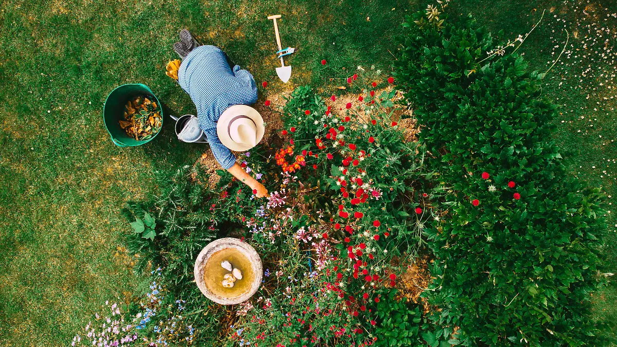 Aerial view, taken by drone, depicting a senior man, wearing straw hat and check shirt, watering a colorful flowerbed on his garden lawn. The man has various items of garden equipment - trowels, clippers, a bucket for garden waste - at his side.