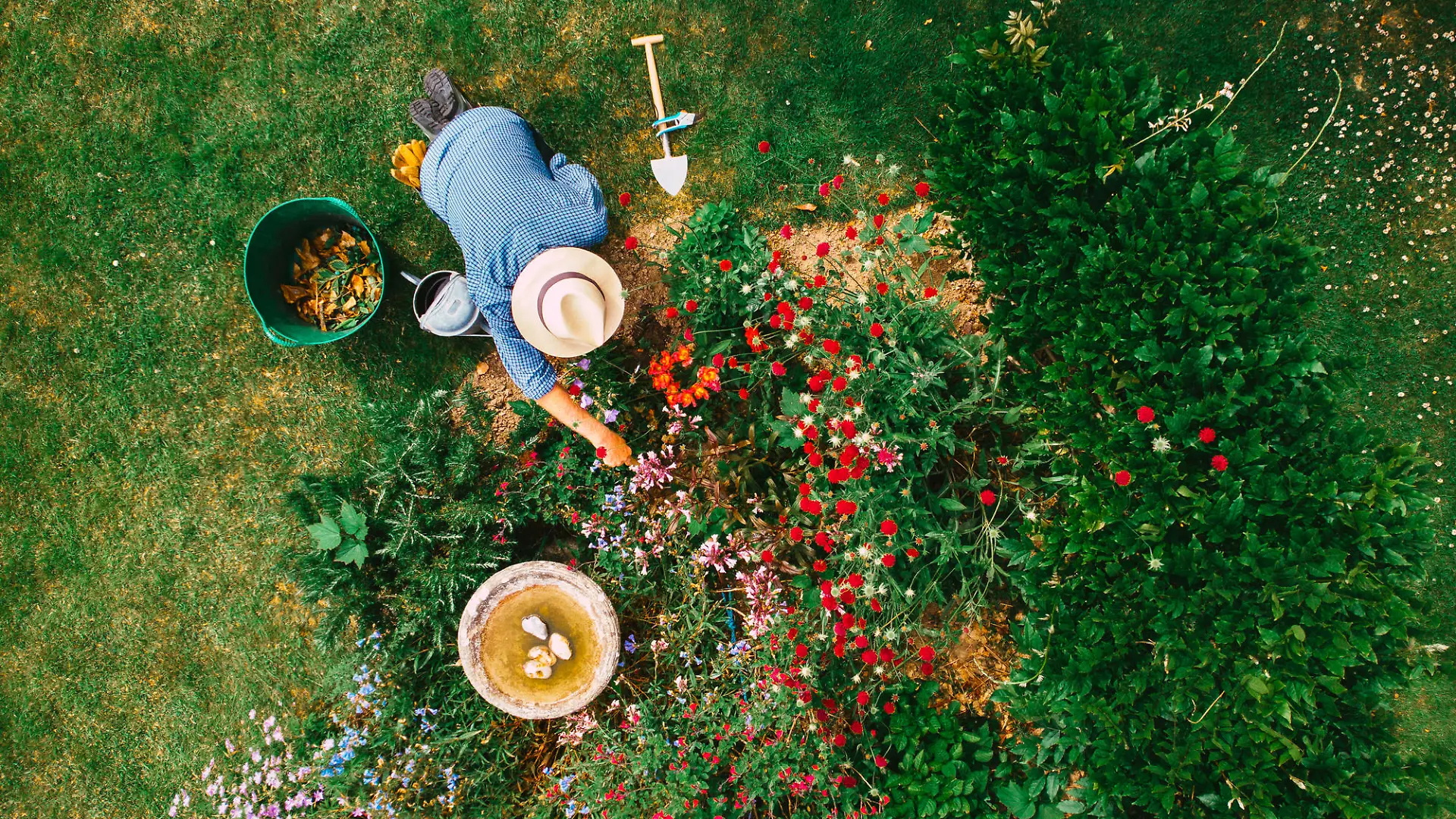 Aerial view, taken by drone, depicting a senior man, wearing straw hat and check shirt, watering a colorful flowerbed on his garden lawn. The man has various items of garden equipment - trowels, clippers, a bucket for garden waste - at his side.