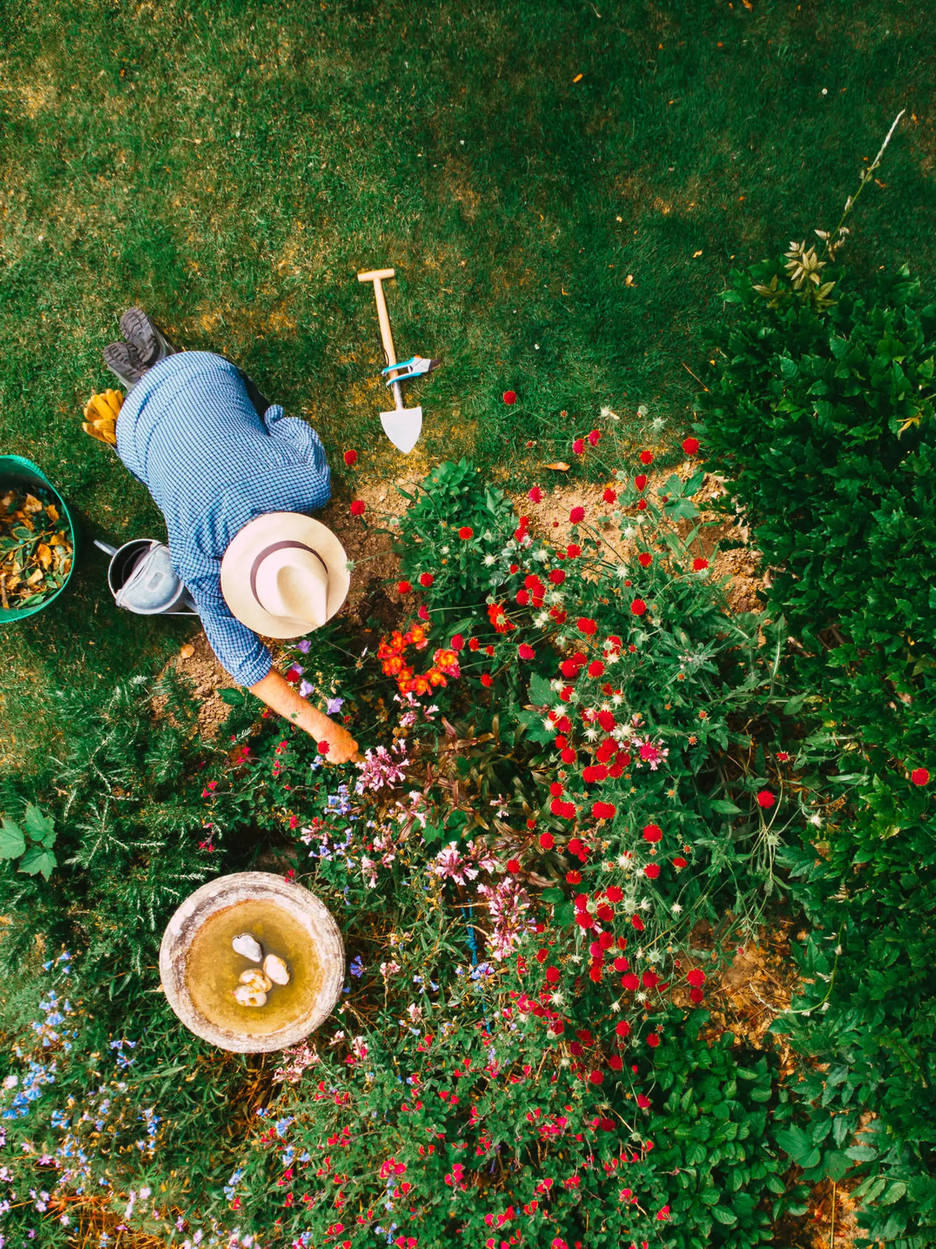 Aerial view, taken by drone, depicting a senior man, wearing straw hat and check shirt, watering a colorful flowerbed on his garden lawn. The man has various items of garden equipment - trowels, clippers, a bucket for garden waste - at his side.