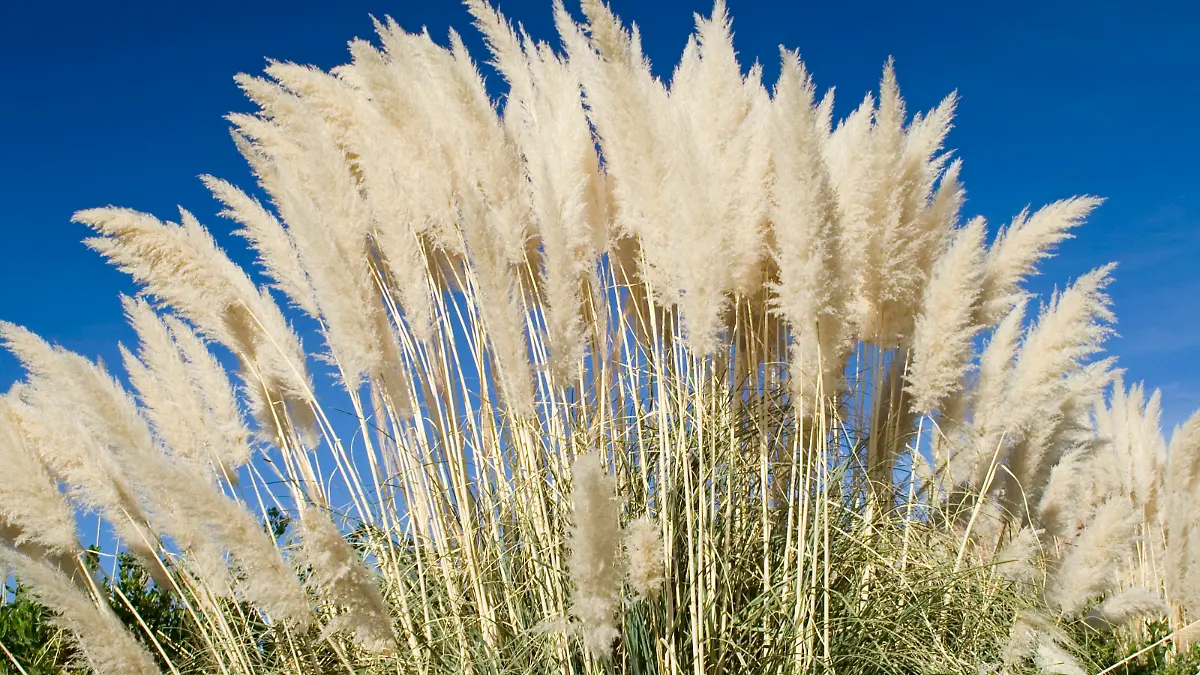 Pampasgras an einem Bach, Chile / pampa grass at a creek, Chile