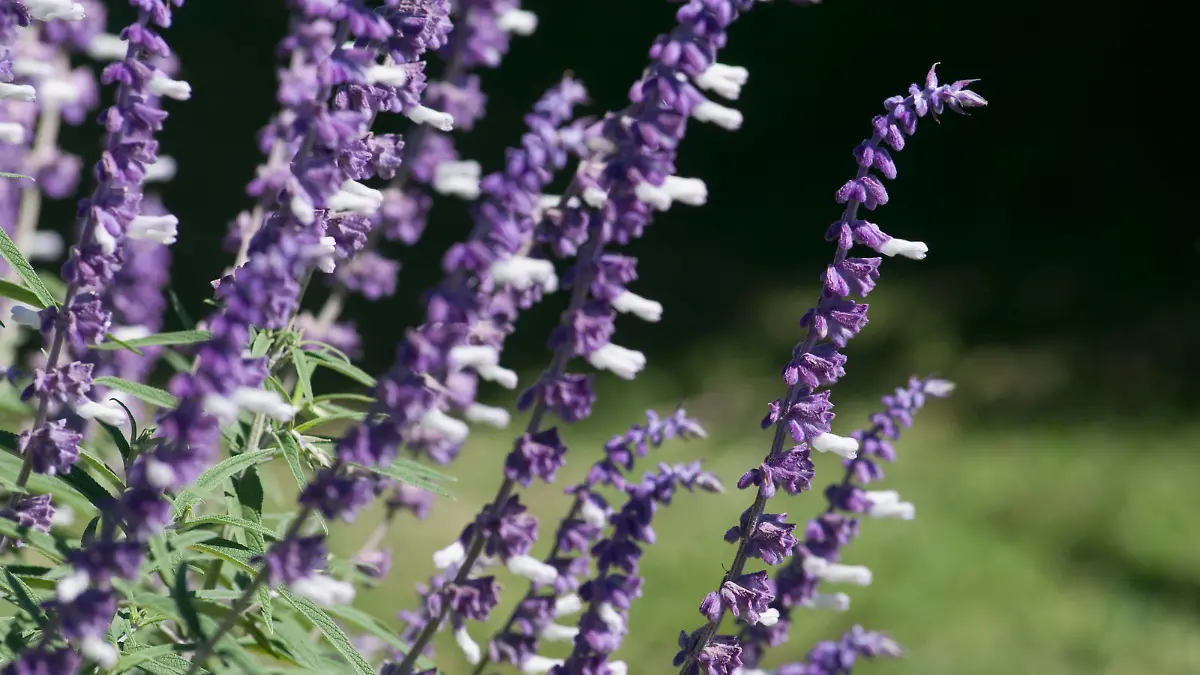 Salvia flowers blooming in field, Fatima Valley, Chilecito, La Rioja Province, Argentina (Foto: picture alliance / VisualEyze)