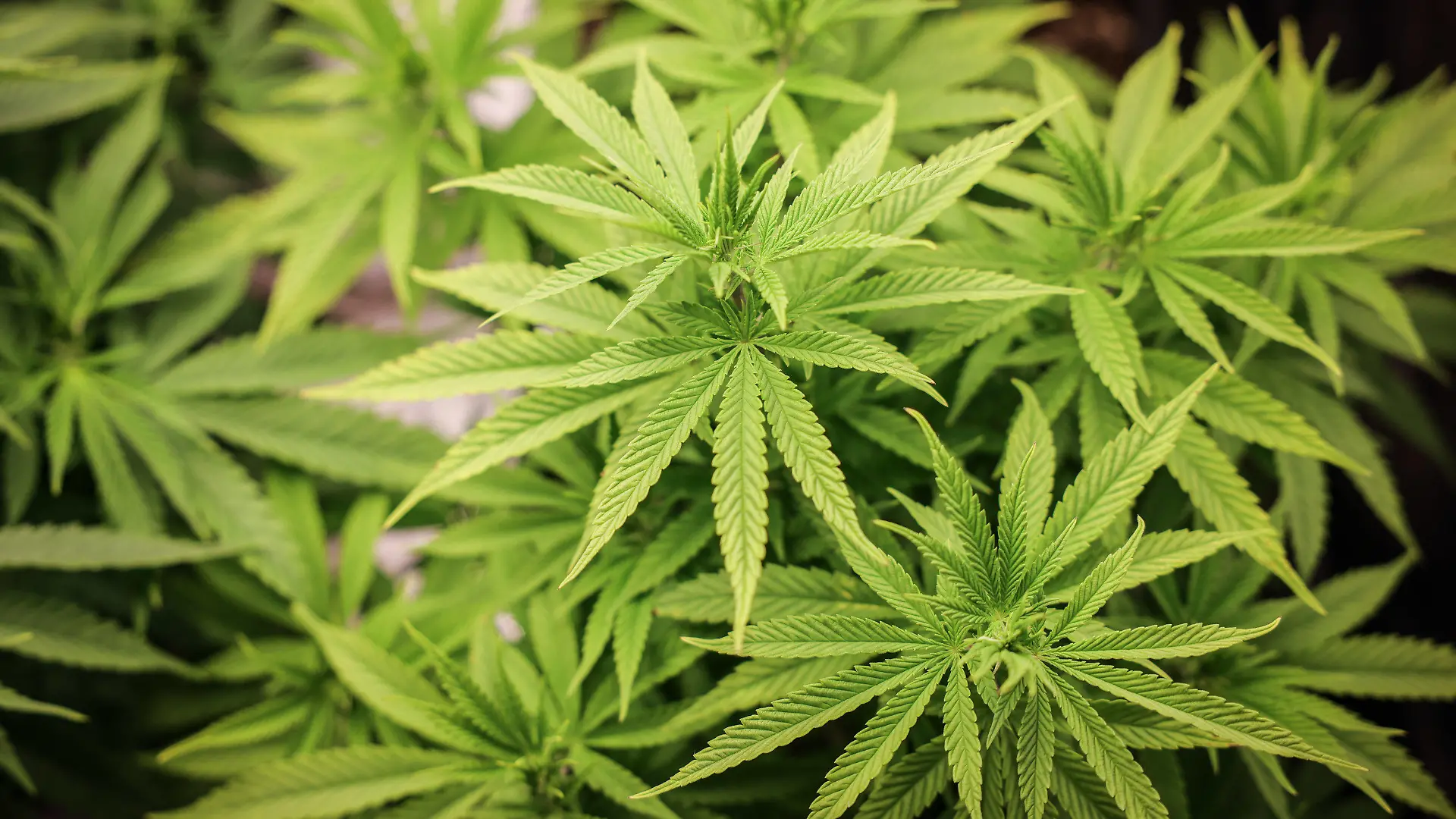 ARCHIV - 22.02.2024, Hamburg: Cannabispflanzen (ca. 4 Wochen alt) in ihrer Wachstumsphase stehen in einem Aufzuchtszelt unter künstlicher Beleuchtung in einem Privatraum. (zu dpa: «Dreyer rechnet nicht mit Scheitern von Cannabis-Gesetz») Foto: Christian Charisius/dpa +++ dpa-Bildfunk +++