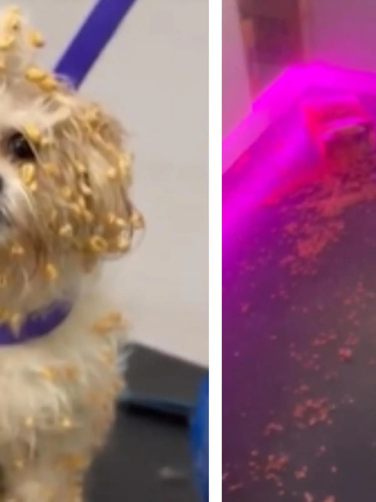 Als der kleine Hund kurz unbeaufsichtigt ist, zerfetzt er Cornflakes-Packungen und sorgt für Chaos. Sein Fell ist total verklebt. Da hilft nur noch der Gang zum Hundefriseur...