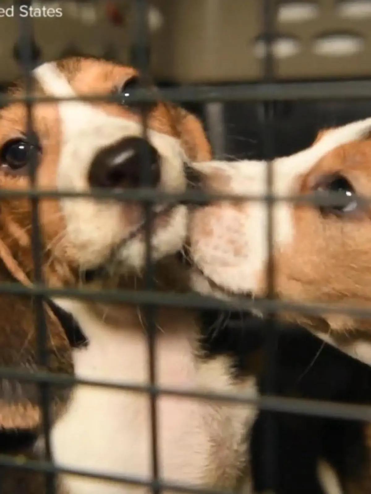 Bild zu: "4.000 Hunde vor Tierversuchen gerettet"